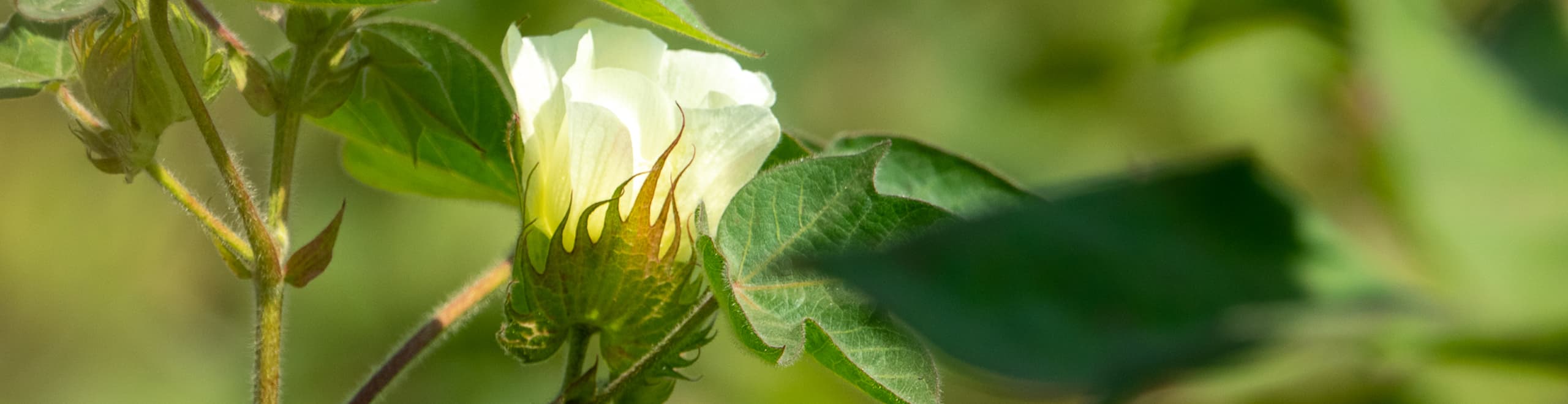 Sustainable textile sourcing